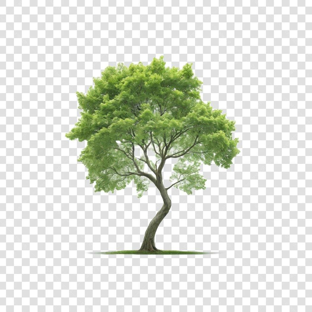 Foto Recortada Árvore Verde Tronco Curvo PNG Fundo Transparente
