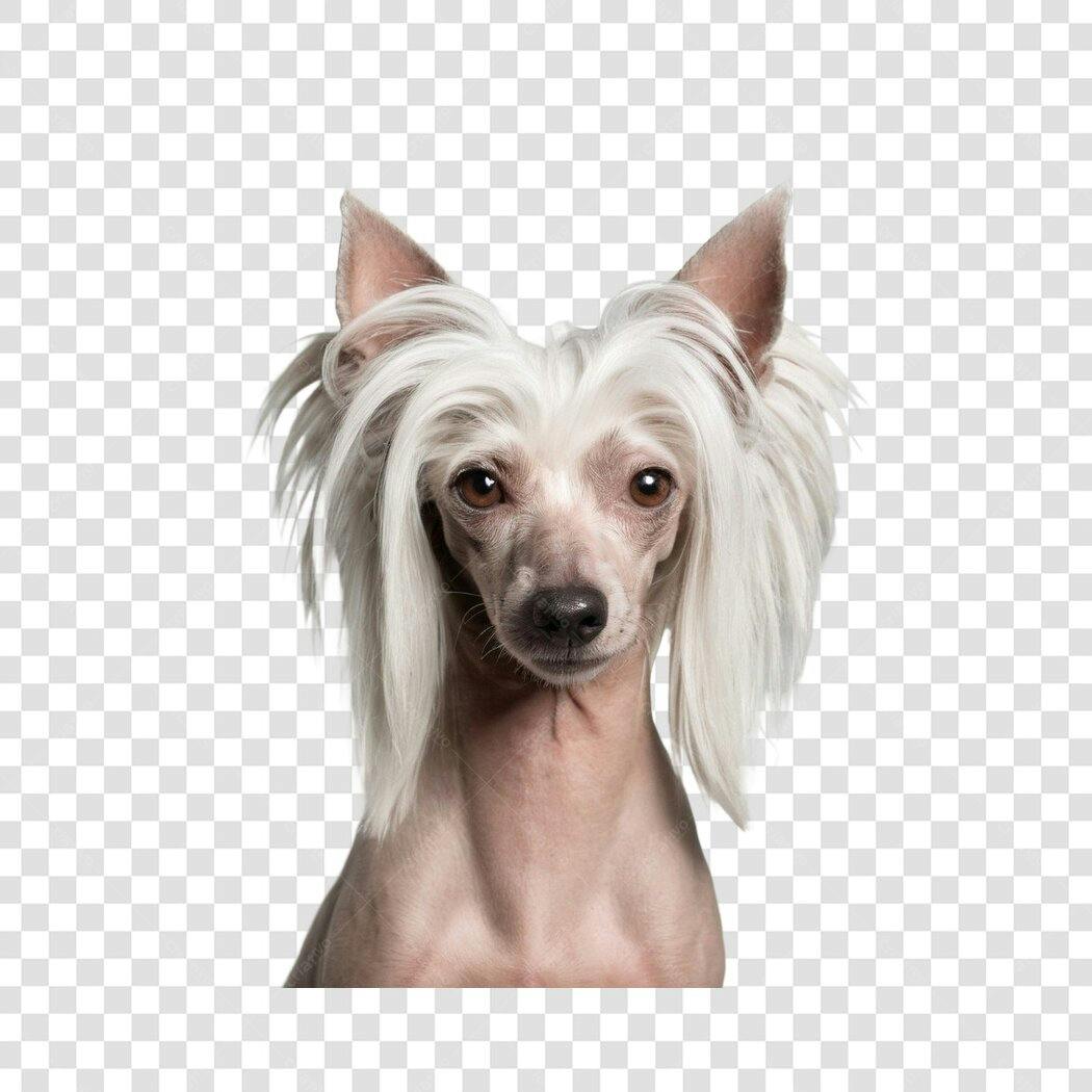 Foto Recortada Cão Cristado Chinês Pelagem Branca PNG Fundo Transparente