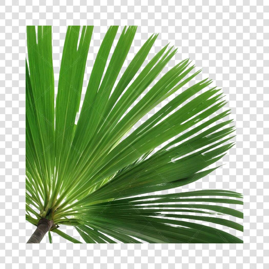 Foto Recortada Folha de Palmeira Verde PNG Fundo Transparente
