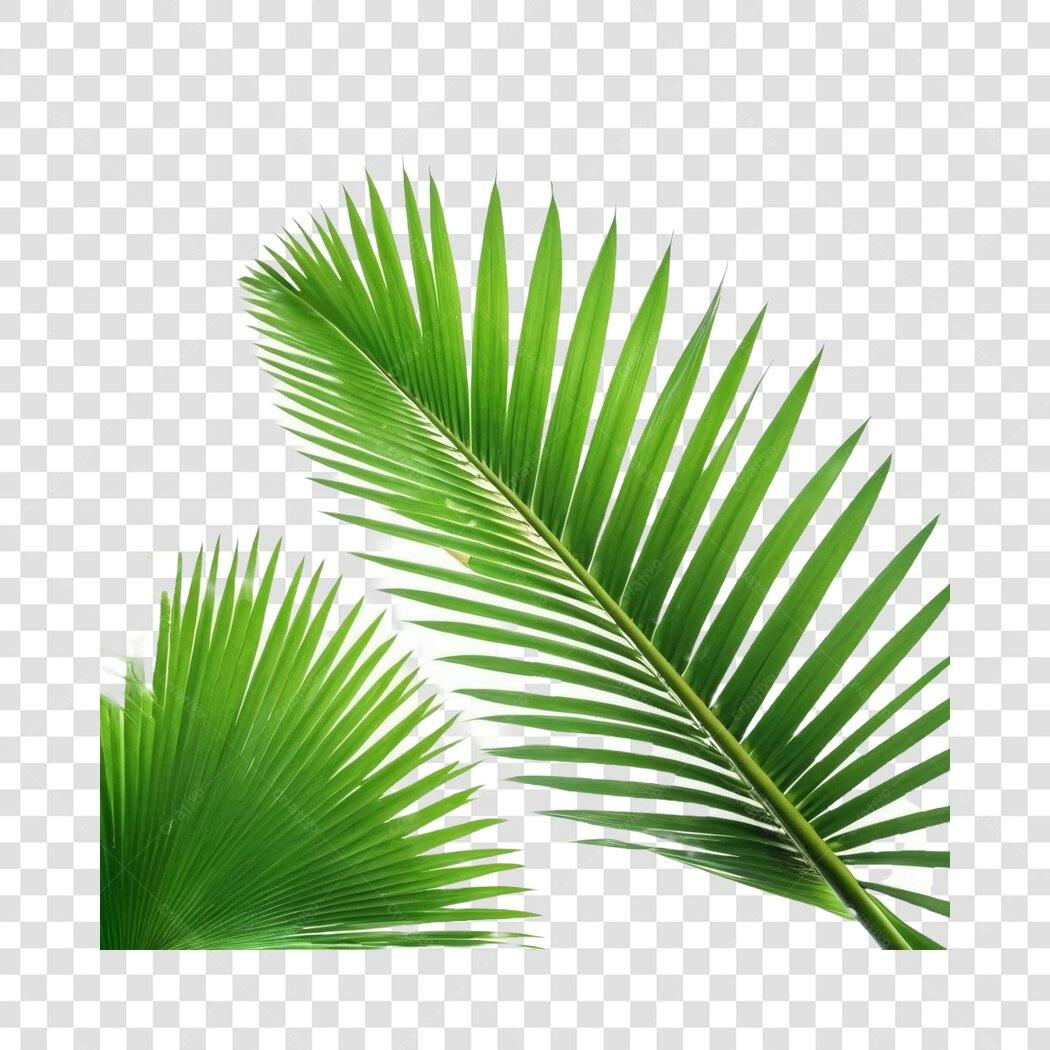 Foto Recortada Folhas de Palmeira Verdes PNG Fundo Transparente