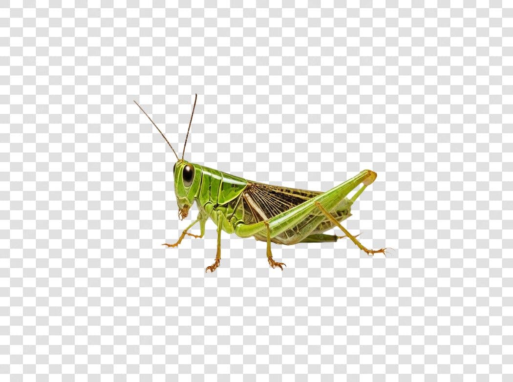 Foto Recortada Gafanhoto Verde Inseto PNG Fundo Transparente