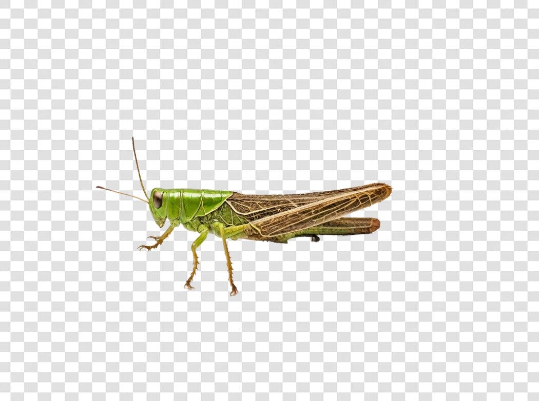 Foto Recortada Gafanhoto Verde Marrom PNG Fundo Transparente