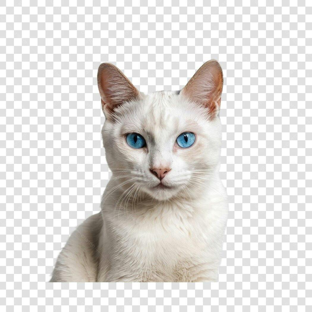 Foto Recortada Gato Branco Olhos Azuis PNG Fundo Transparente