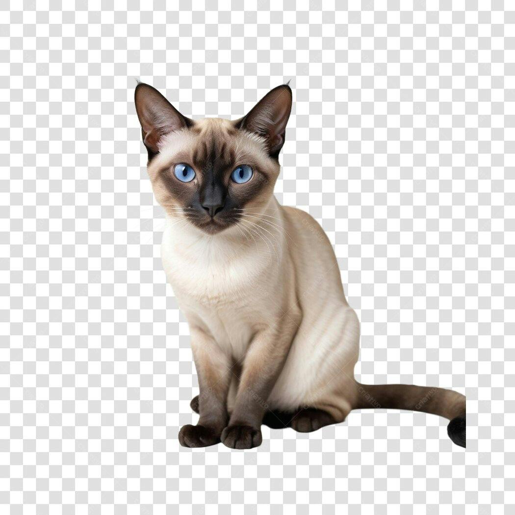Foto Recortada Gato Siamês Olhos Azuis PNG Fundo Transparente