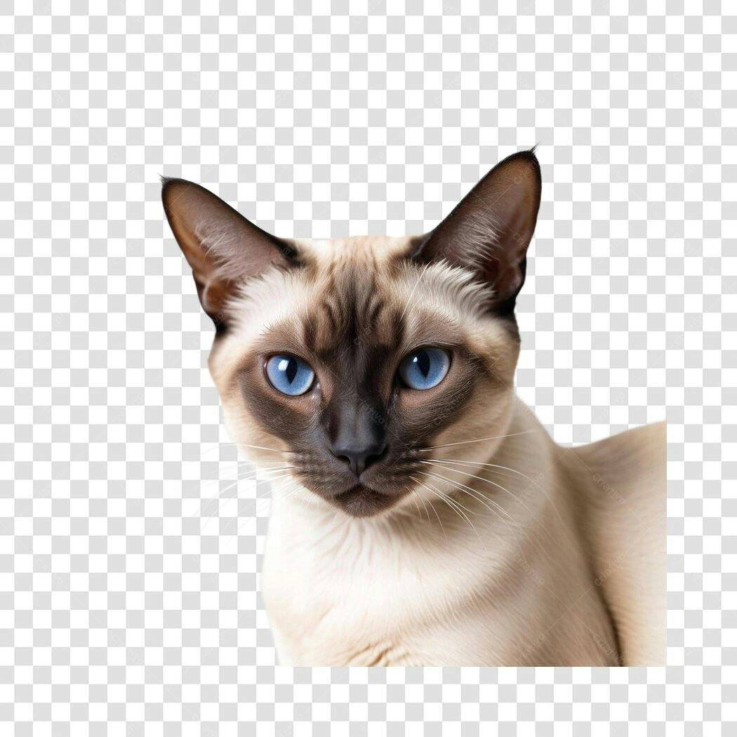 Foto Recortada Gato Siamês Olhos Azuis PNG Fundo Transparente