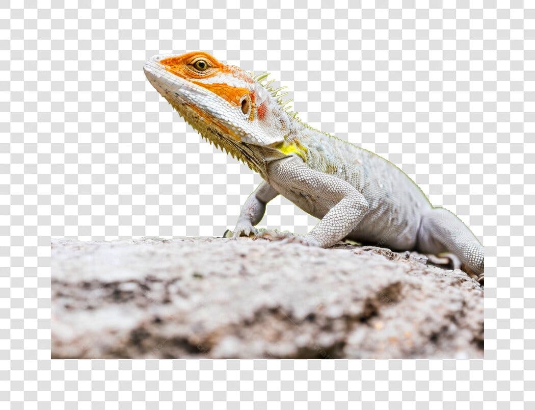 Foto Recortada Lagarto Réptil Pedra PNG Fundo Transparente