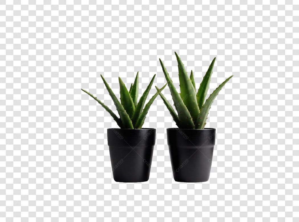 Foto Recortada Plantas Aloe Vera Vasos Pretos PNG Fundo Transparente