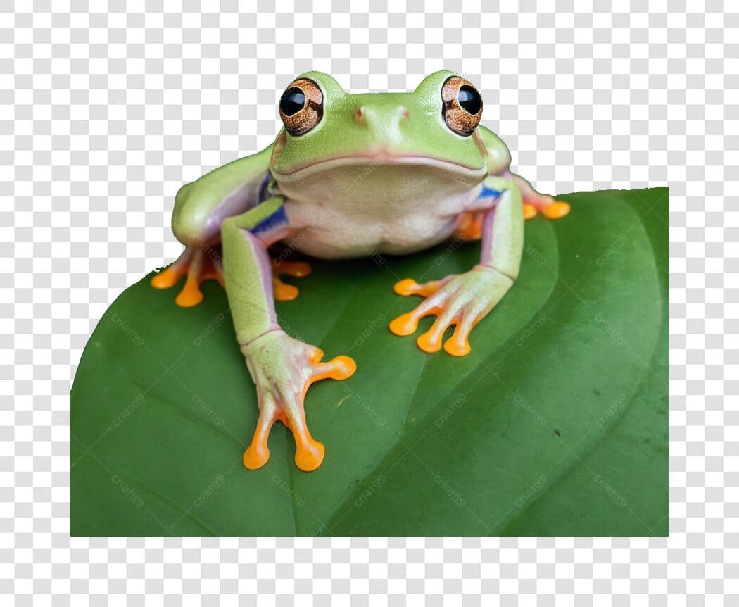 Foto Recortada Sapo Verde Folha PNG Fundo Transparente