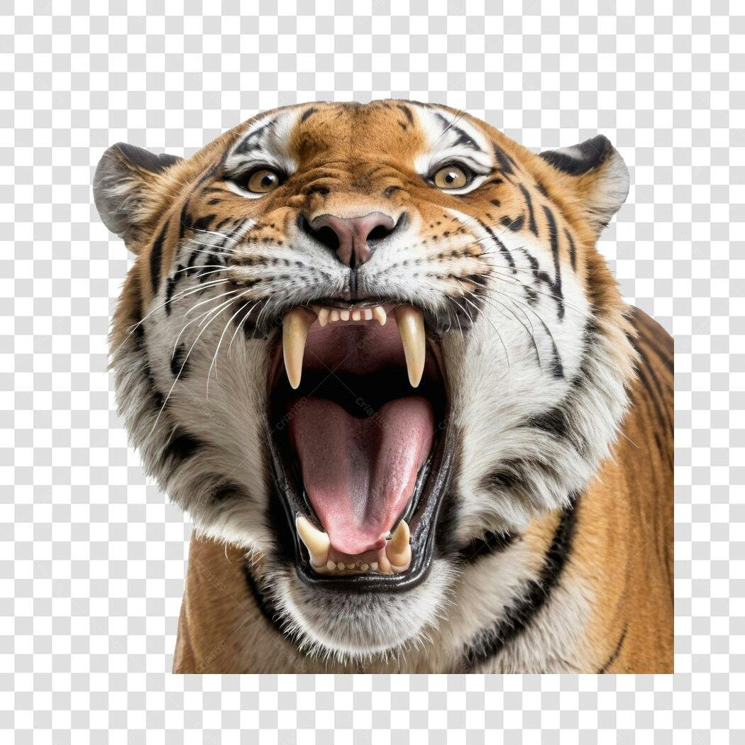 Foto Recortada Tigre Rugindo Fundo Transparente PNG