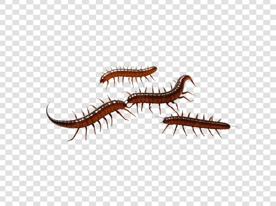 Ilustração Centopeia Marrom Inseto PNG Fundo Transparente