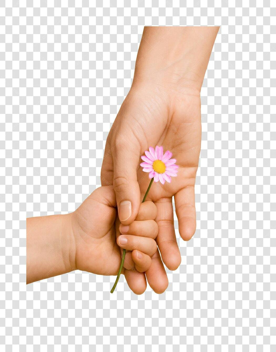 Foto Recortada Mão Adulto Criança Flor Dia das Mães Maio PNG Fundo Transparente