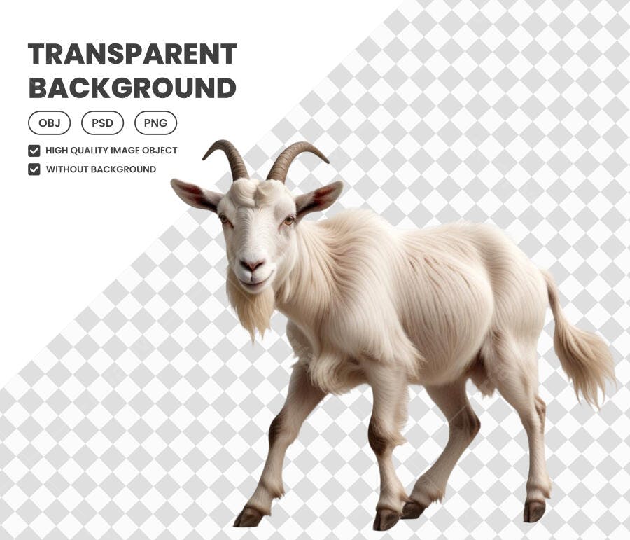 Foto Recortada Cabra Branca Animal Fazenda PNG Fundo Transparente