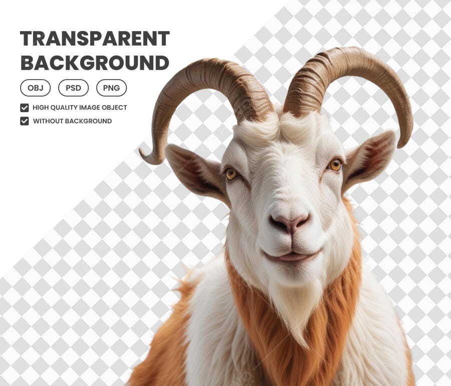 Foto Recortada Cabra Branca Chifres Marrons PNG Fundo Transparente