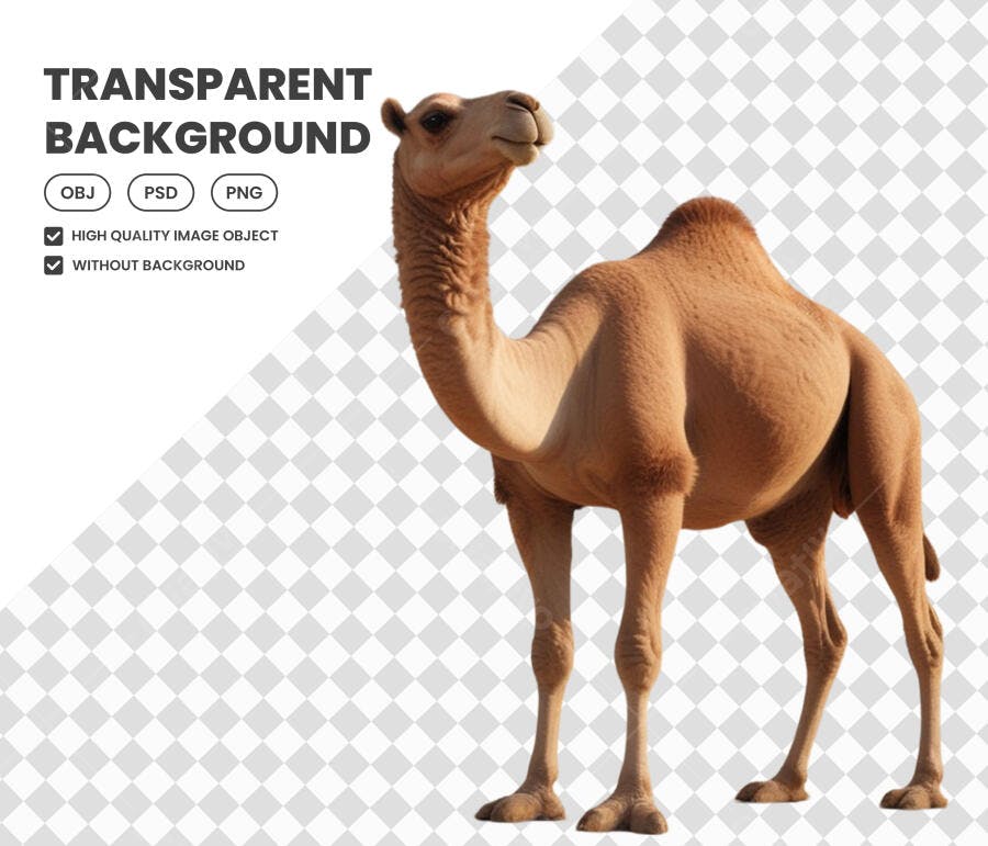 Foto Recortada Camelo Deserto Animal PNG Fundo Transparente