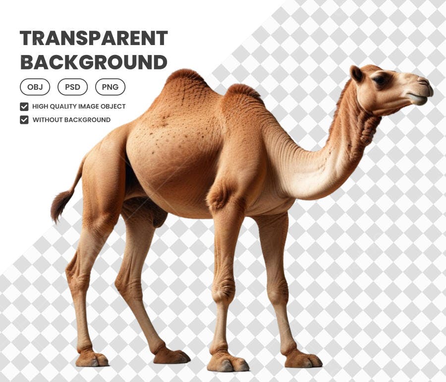 Foto Recortada Camelo Deserto Animal PNG Fundo Transparente