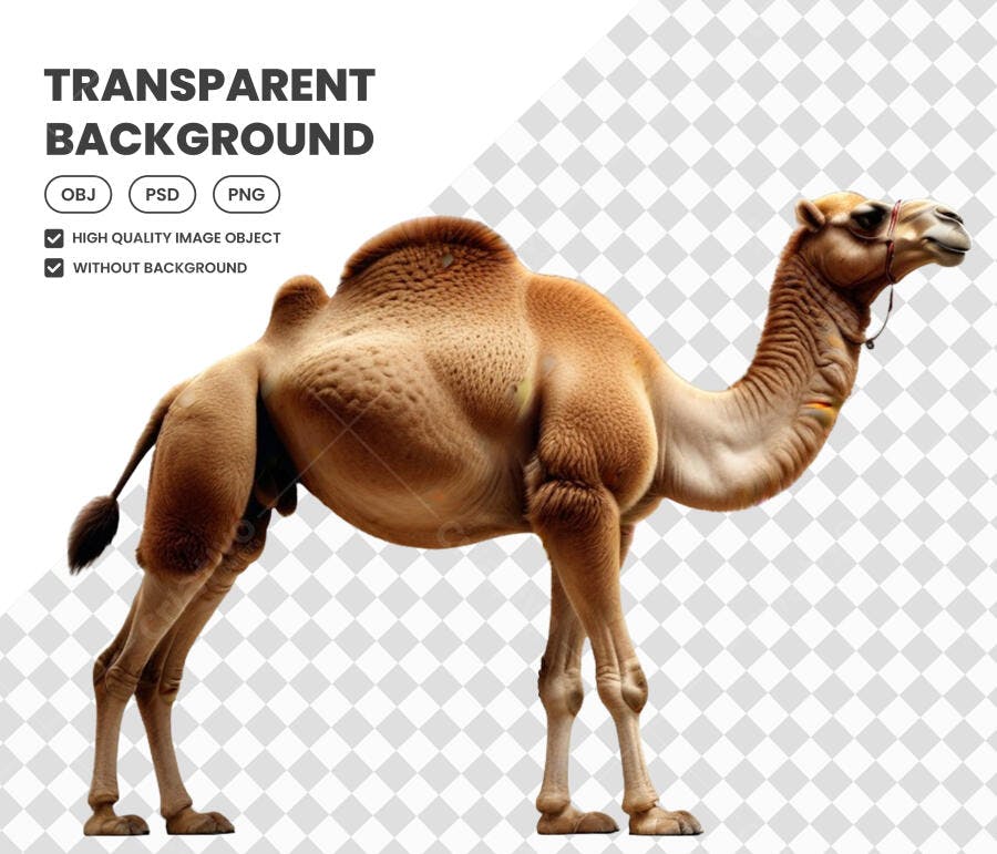 Foto Recortada Camelo Deserto Animal PNG Fundo Transparente