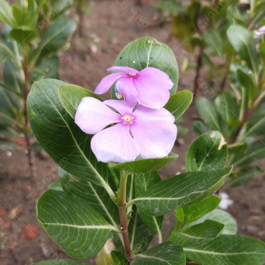 Foto Flor Vinca Rosa Periwinkle Jardim Natural