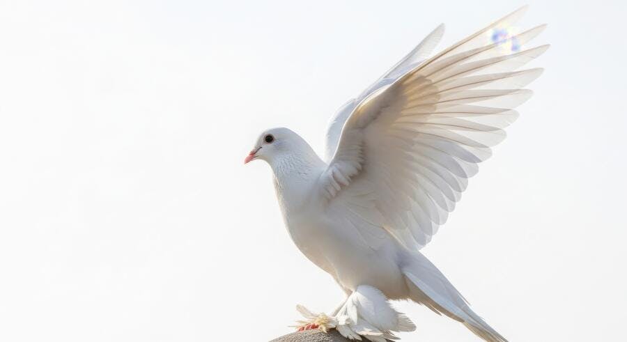 Foto Pomba Branca Pousada Asas Abertas Céu Claro