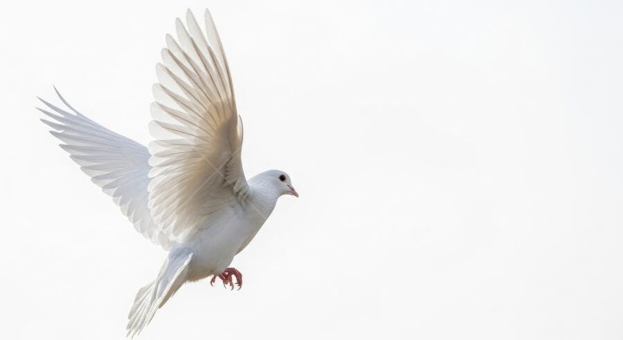 Foto Pomba Branca Voando Céu Claro Liberdade Paz