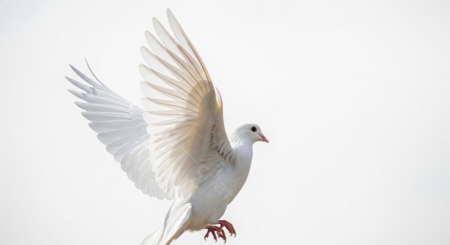 Foto Pomba Branca Voando Céu Claro Paz Liberdade