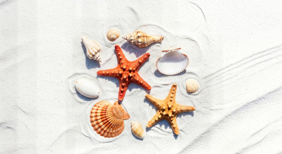 Foto Estrelas do Mar Conchas Areia Branca Praia Verão Férias