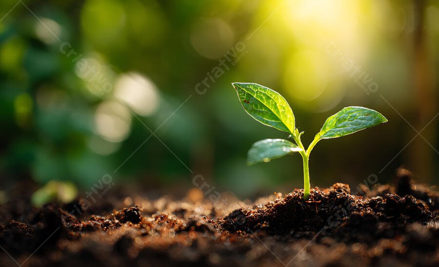 Foto Broto Verde Crescendo Terra Fértil Luz Solar Natural