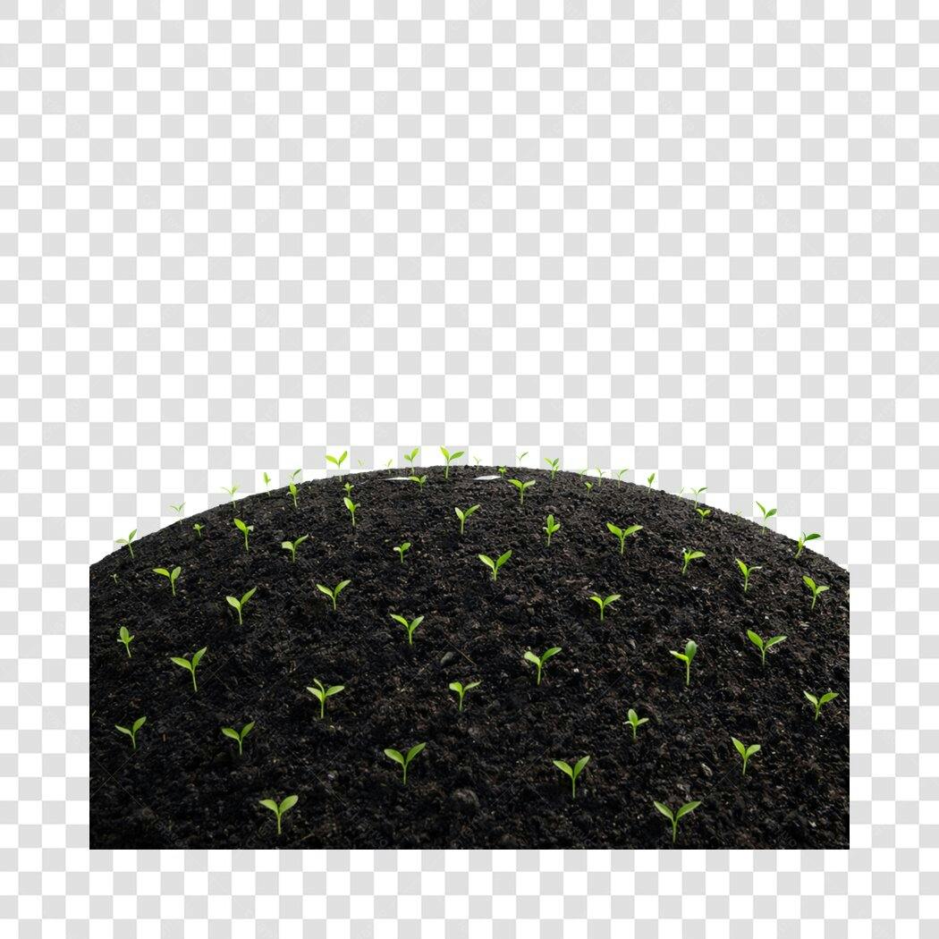 Foto Recortada Brotos Verdes Terra Fértil PNG Fundo Transparente