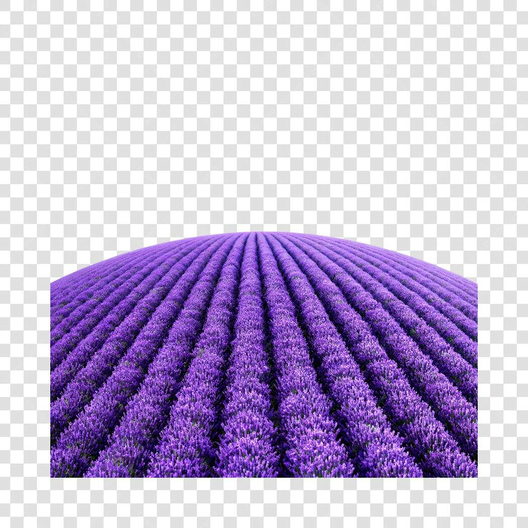 Foto Recortada Campo de Lavanda Roxo PNG Fundo Transparente