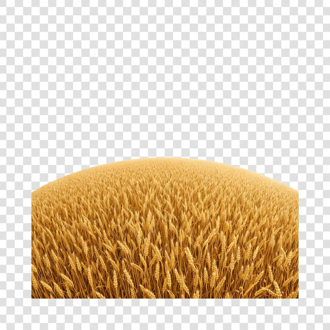 Foto Recortada Campo de Trigo Dourado PNG Fundo Transparente