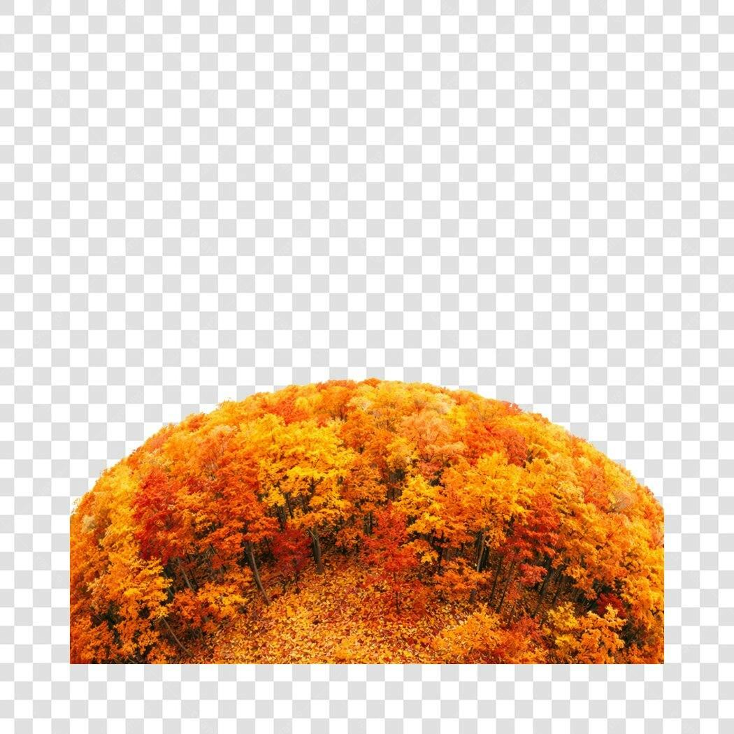 Foto Recortada Floresta Outono Laranjas Amarelas PNG Fundo Transparente