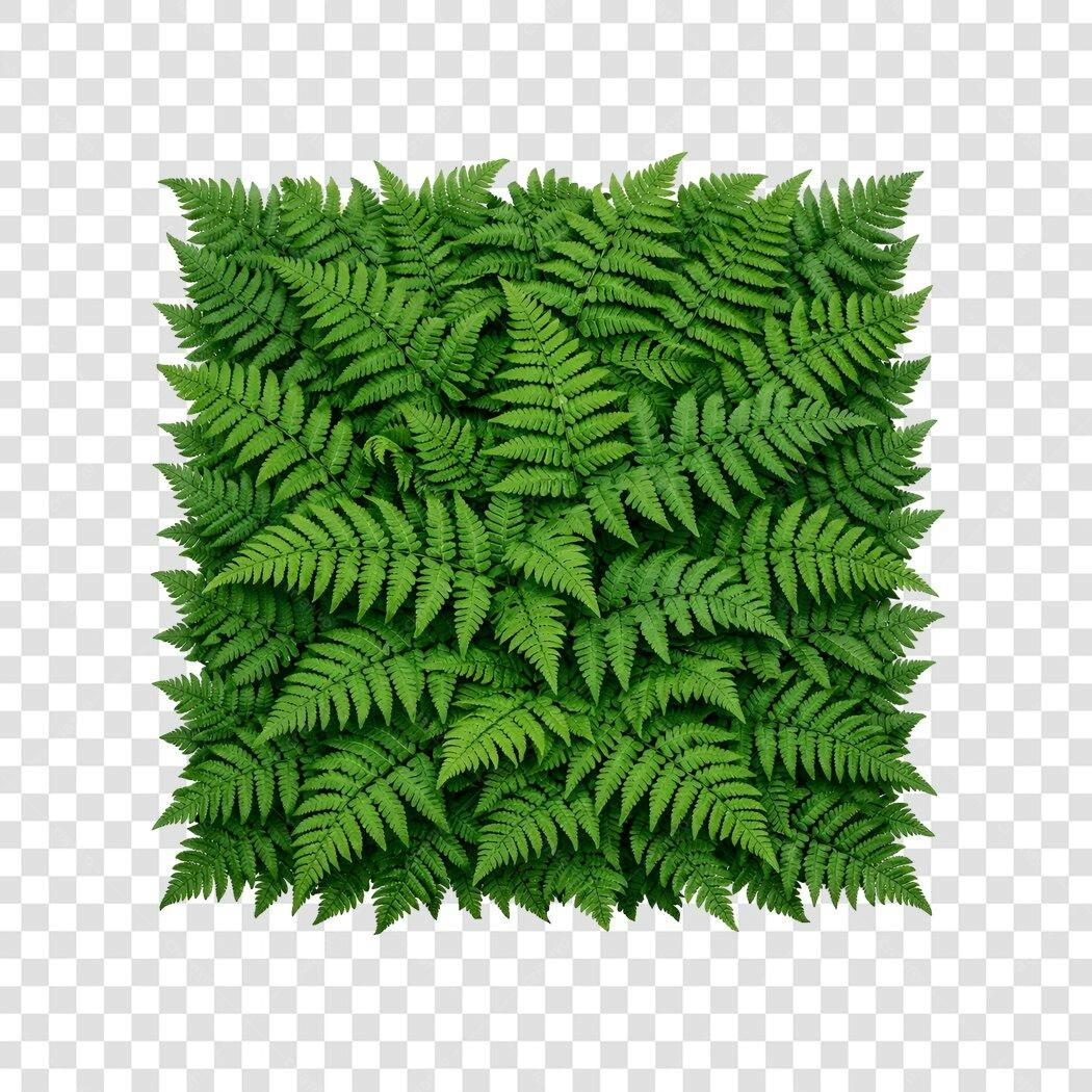 Foto Recortada Folhas de Samambaia Verdes PNG Fundo Transparente