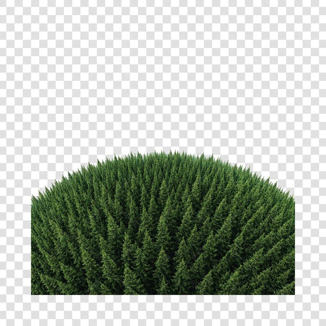 Foto Recortada Topo Árvores Pinheiro Verde PNG Fundo Transparente