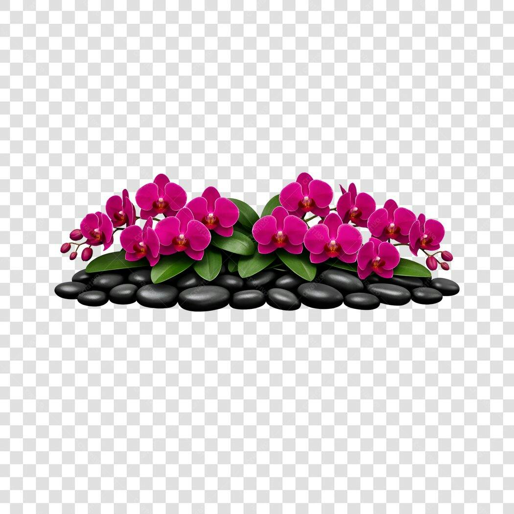 Ilustração Orquídeas Roxas Pedras Spa PNG Fundo Transparente