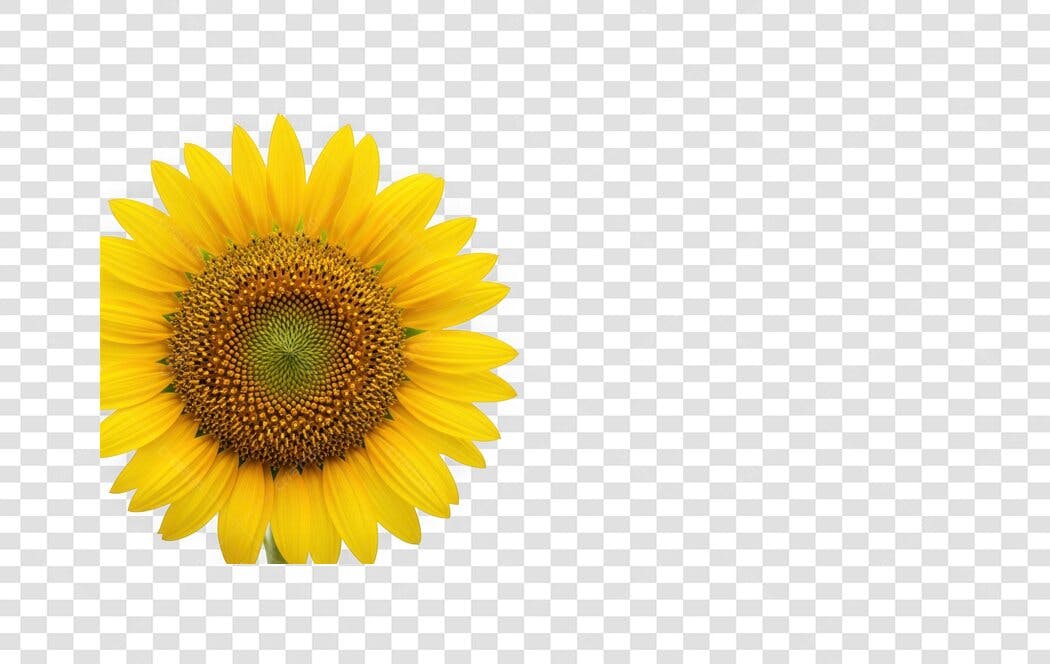 Foto Recortada Girassol Amarelo Flor PNG Fundo Transparente