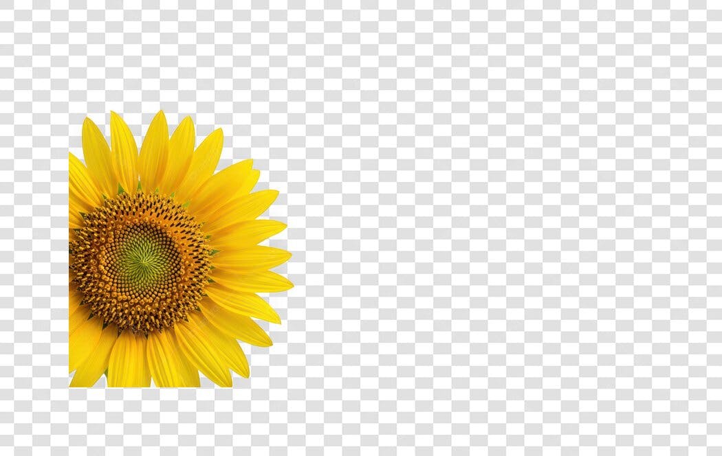 Foto Recortada Girassol Amarelo Metade PNG Fundo Transparente