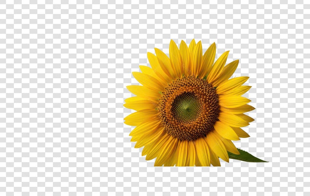Foto Recortada Girassol Amarelo Natural PNG Fundo Transparente
