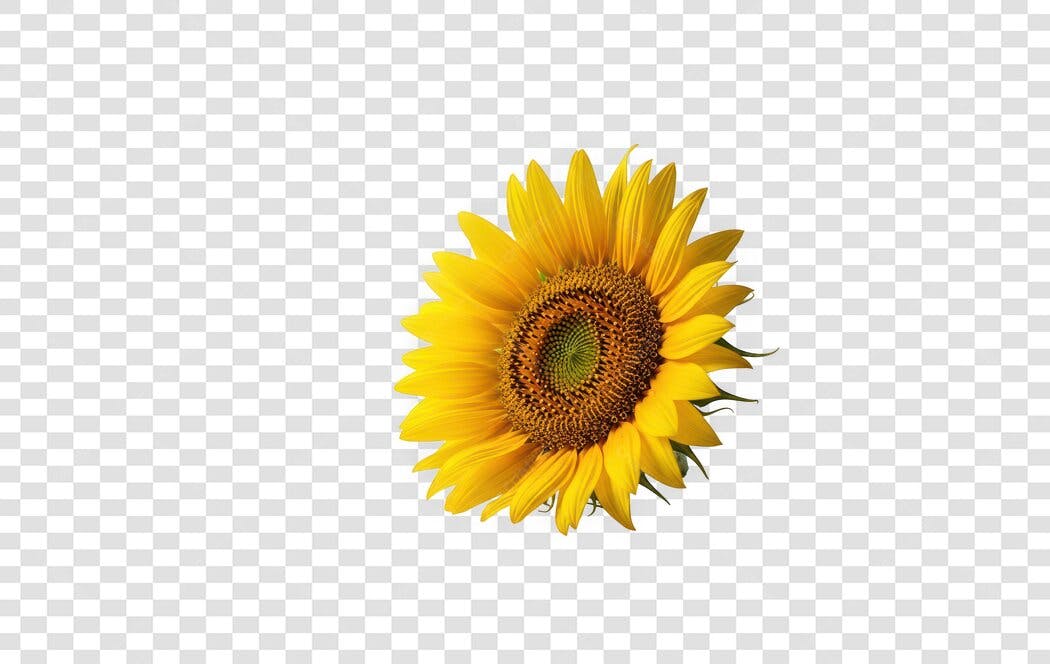 Foto Recortada Girassol Amarelo Natural PNG Fundo Transparente