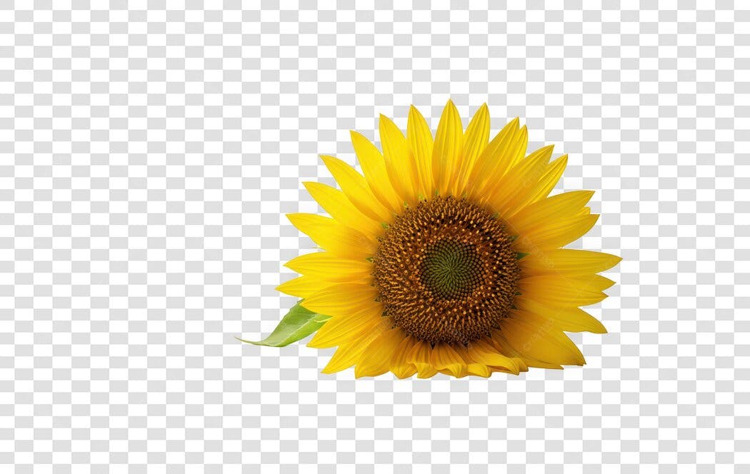 Foto Recortada Girassol Amarelo Natural PNG Fundo Transparente