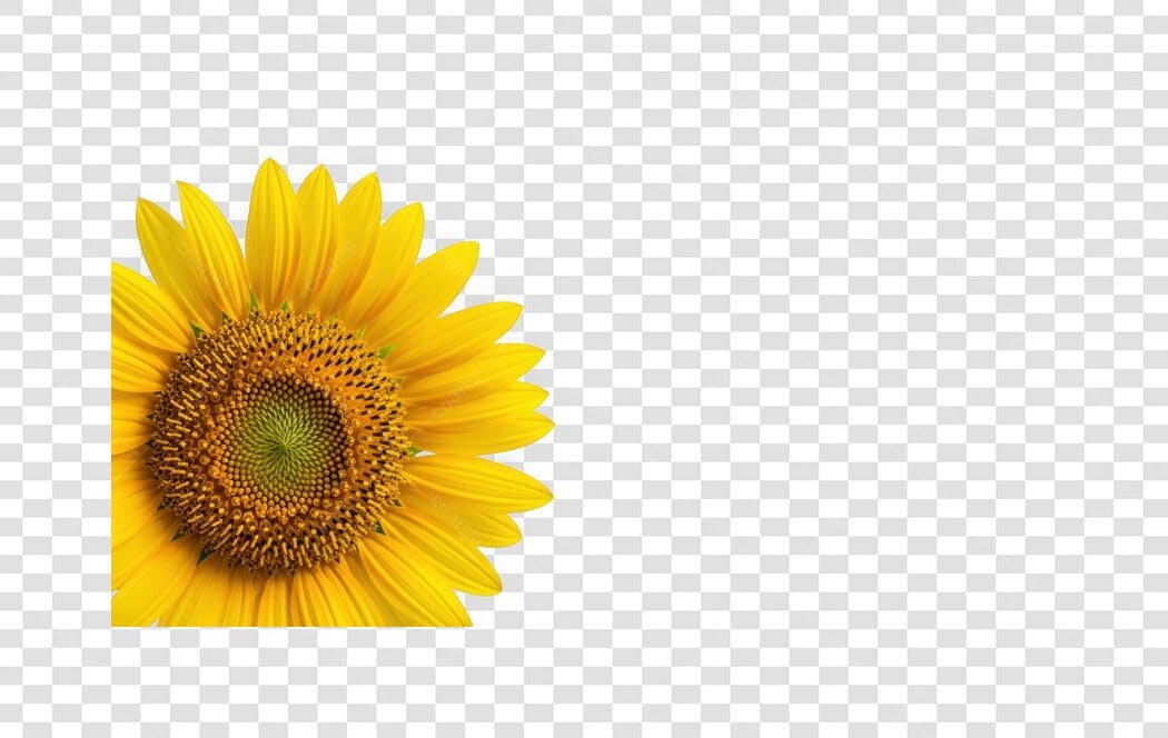 Foto Recortada Girassol Amarelo Natural PNG Fundo Transparente