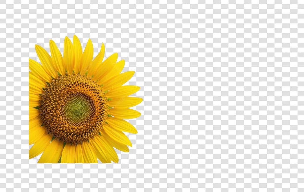 Foto Recortada Girassol Amarelo Natural PNG Fundo Transparente