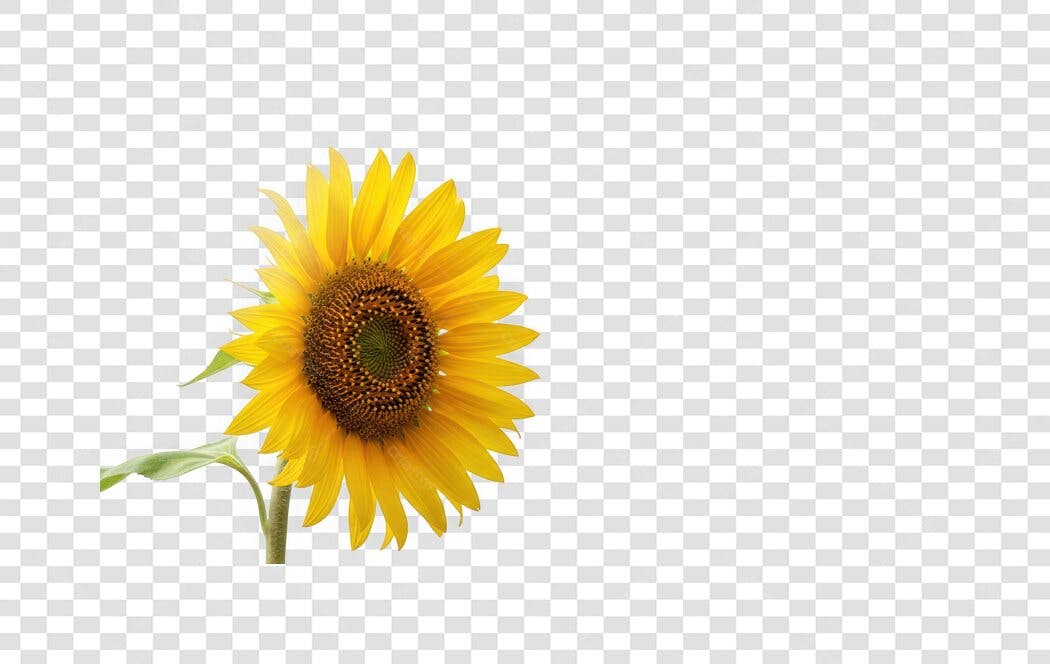 Foto Recortada Girassol Amarelo Verão PNG Fundo Transparente