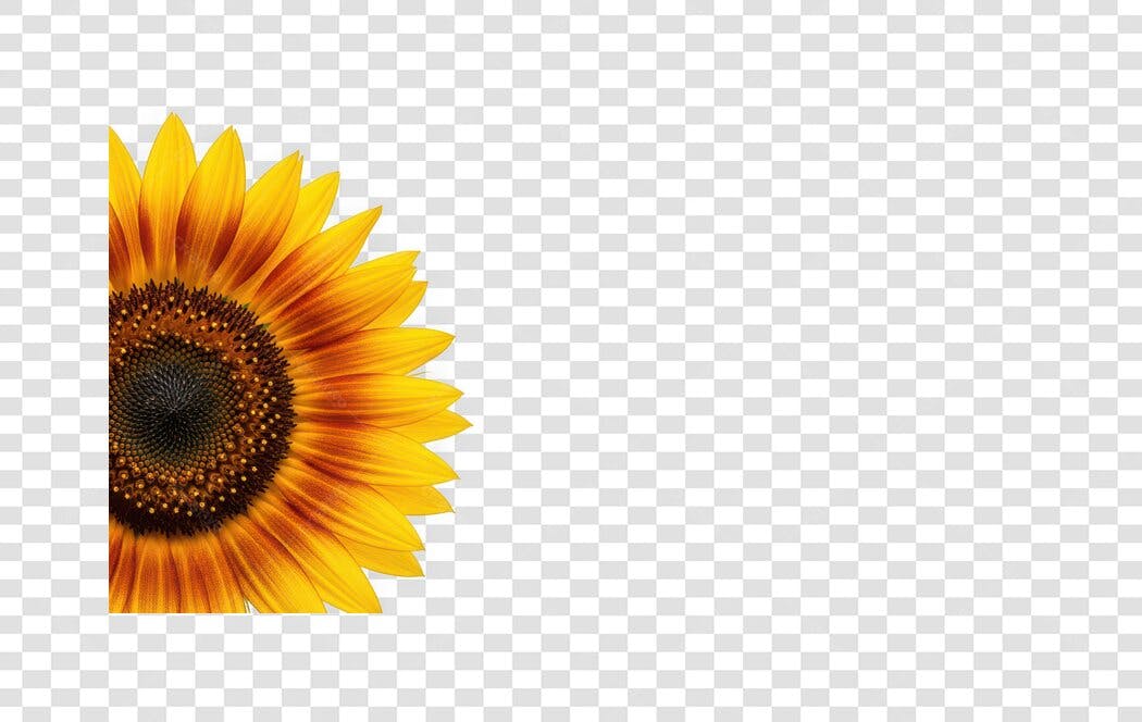 Foto Recortada Girassol Metade Amarelo PNG Fundo Transparente