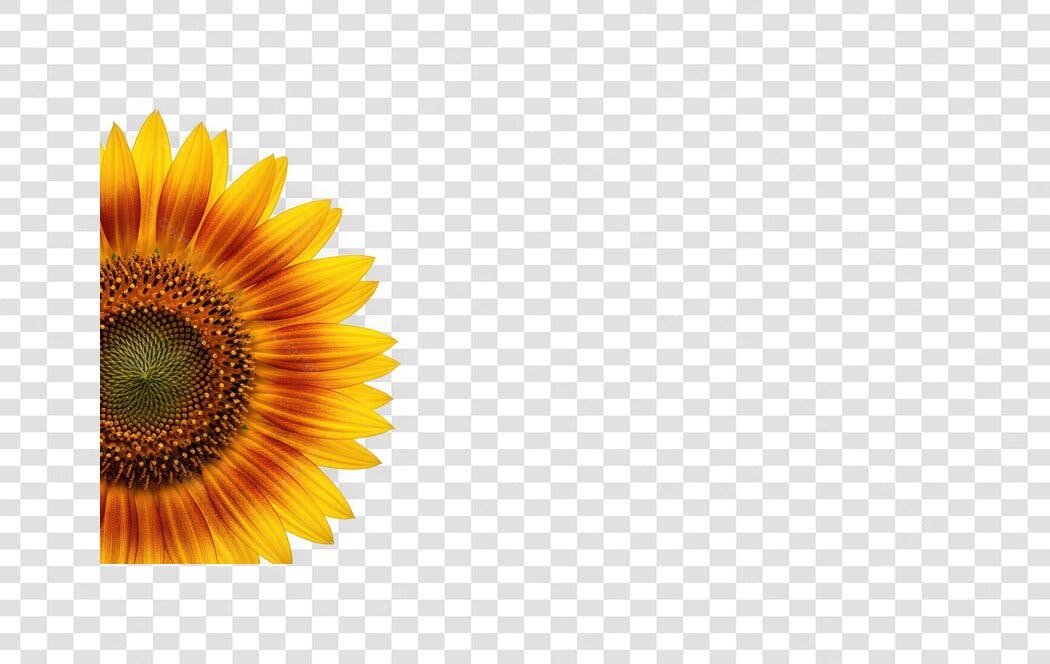 Foto Recortada Girassol Metade PNG Fundo Transparente