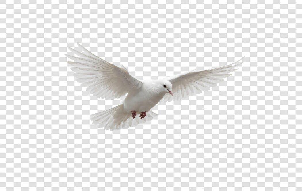 Foto Recortada Pomba Branca Voando Paz PNG Fundo Transparente