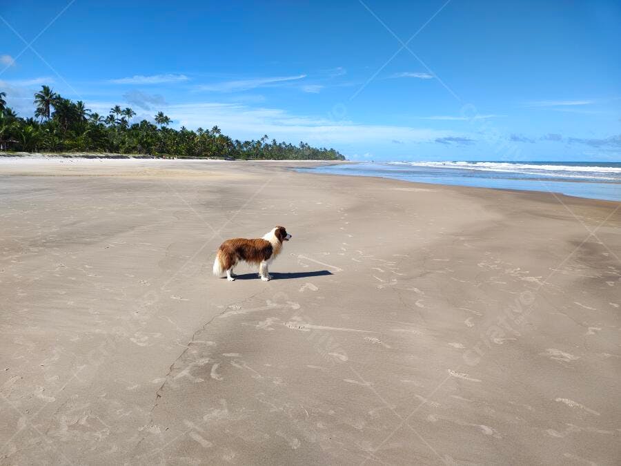 Foto Cachorro Border Collie Praia Vazia Coqueiros Verão