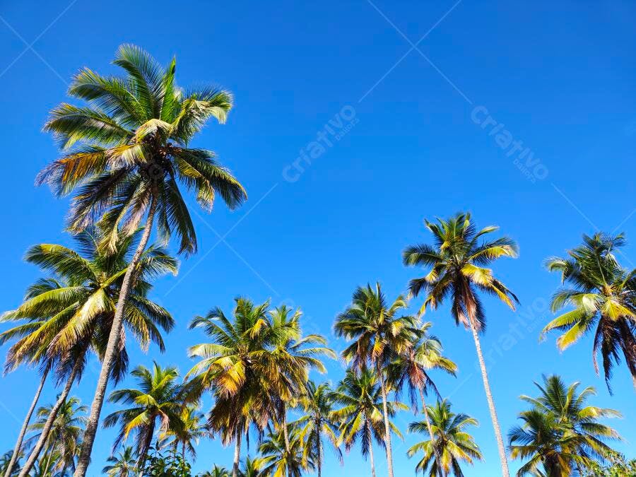 Foto Coqueiros Céu Azul Verão Tropical Fundo Limpo