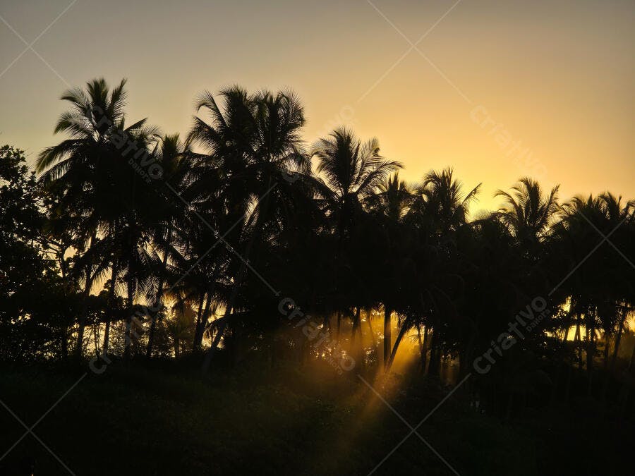 Foto Coqueiros Silhueta Pôr do Sol Dourado Praia Tropical