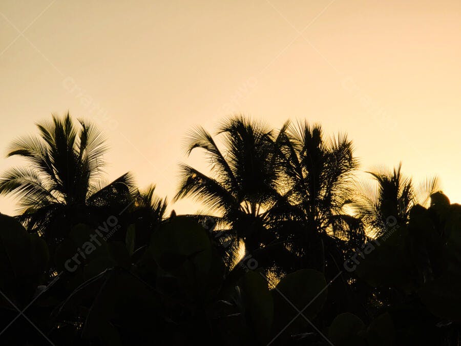 Foto Silhueta Coqueiros Pôr do Sol Céu Dourado Verão