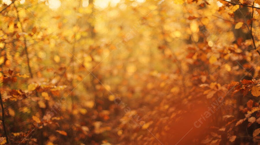 Foto Fundo Borrado Folhas Outono Dourado Natureza