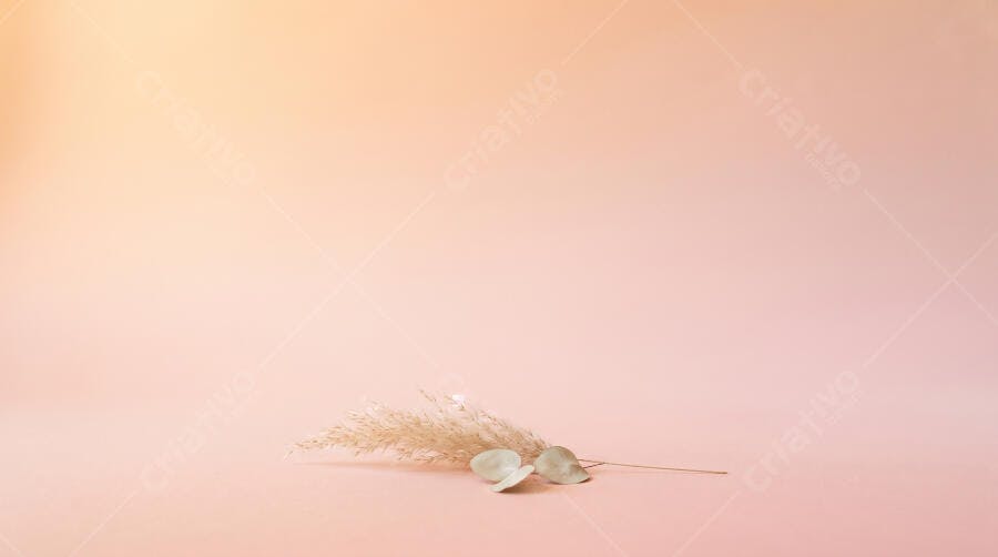 Foto Fundo Rosa Pastel com Plantas Secas Minimalista